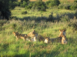 South African Safari