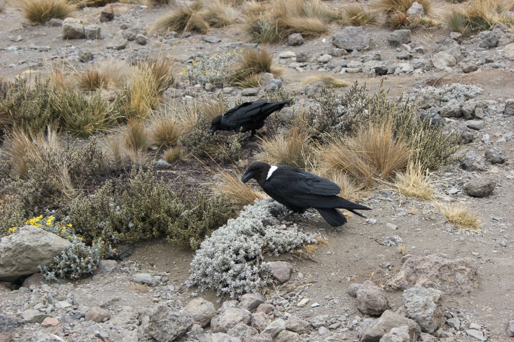 Climb Kilimanjaro 7 Day Machame Route Day 6 Barafu Camp