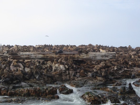 IMG_0636 Travel Companions of a Different Kind!