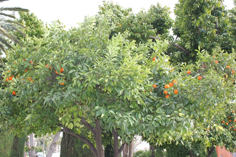 Mallorca Winter Holiday Destination