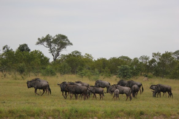The Great Migration – Sensational Game Viewing in the Serengeti Plains IMG_1574