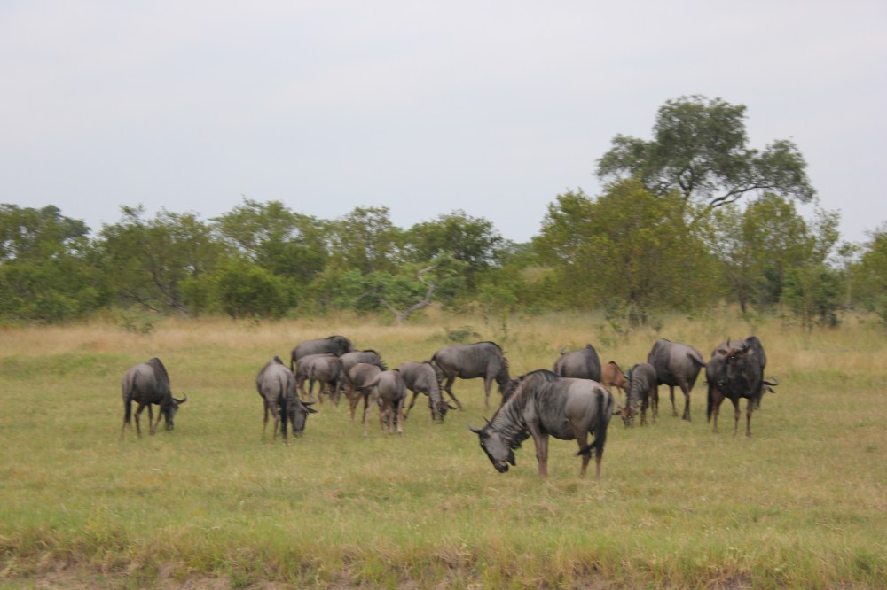 The Great Migration – Sensational Game Viewing in the Serengeti Plains