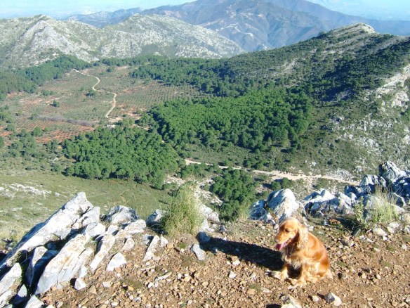 Travelling with Pets