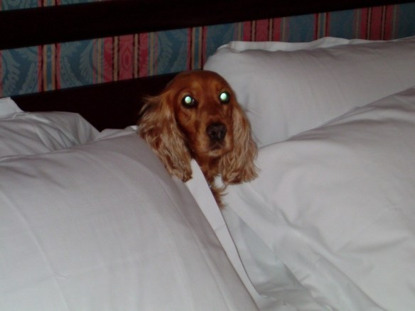 Travelling with Dogs