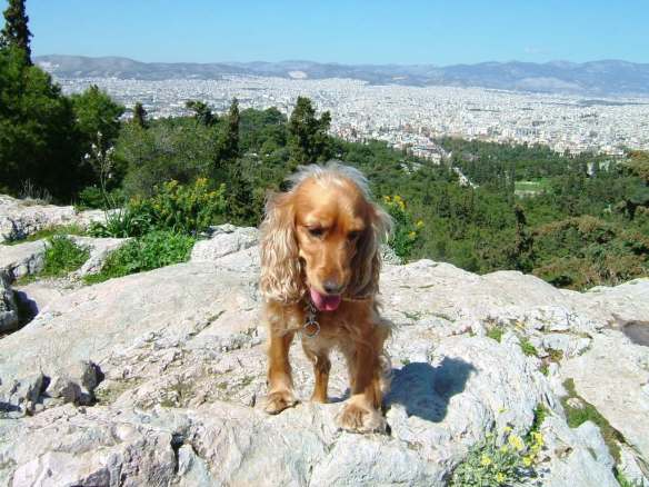 Take Your Dog on Holiday This Summer!