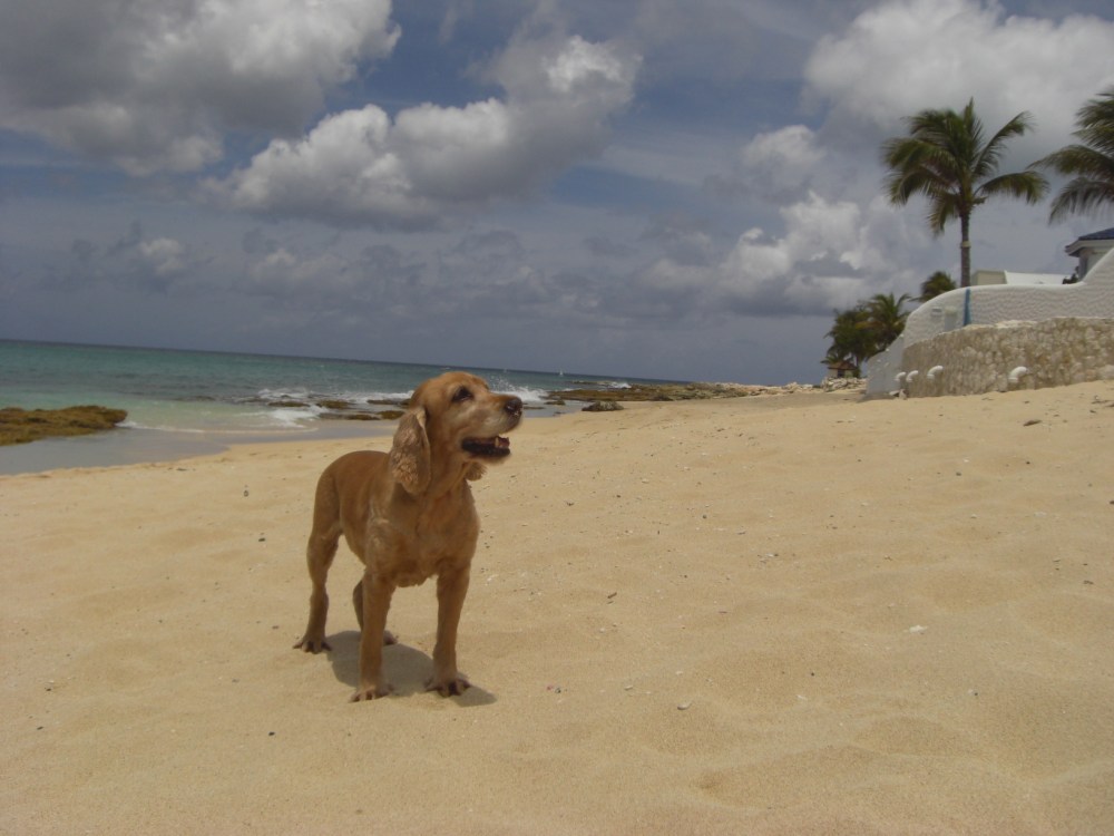 Pet Sitting Holidays