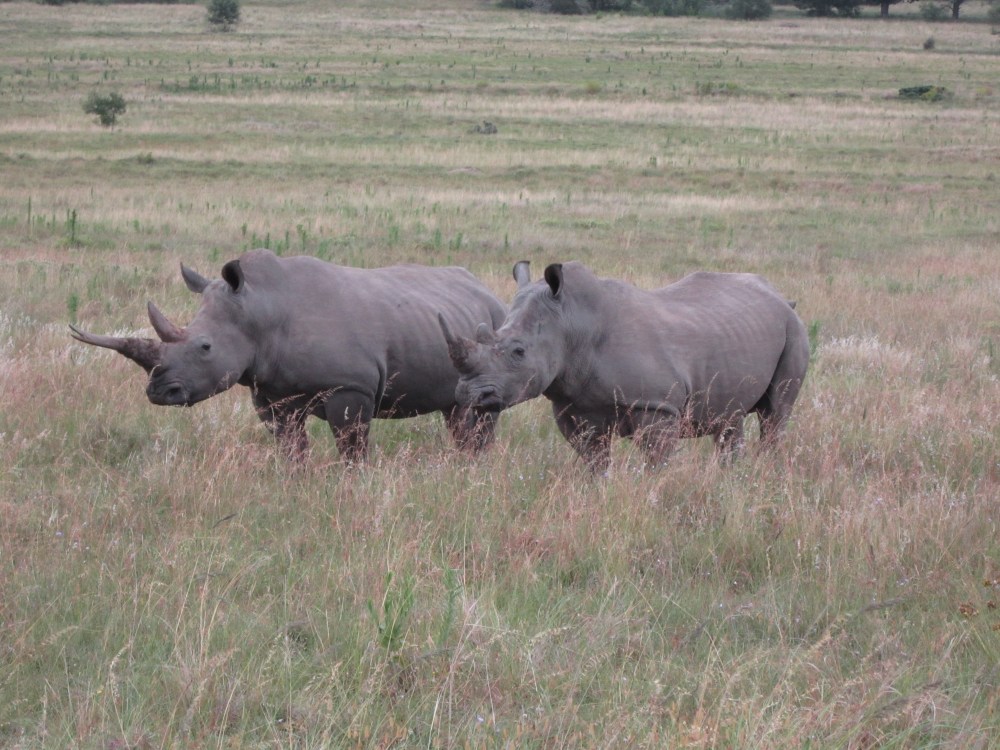 It’s World Rhino Day 2013 – and the Battle Continues…