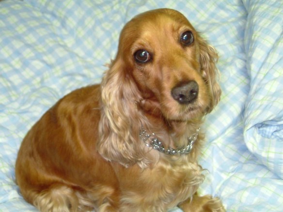 It’s World Animal Day 2013!