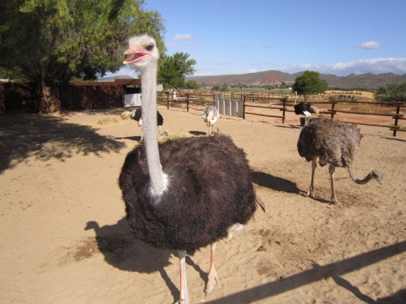 Holidays in South Africa