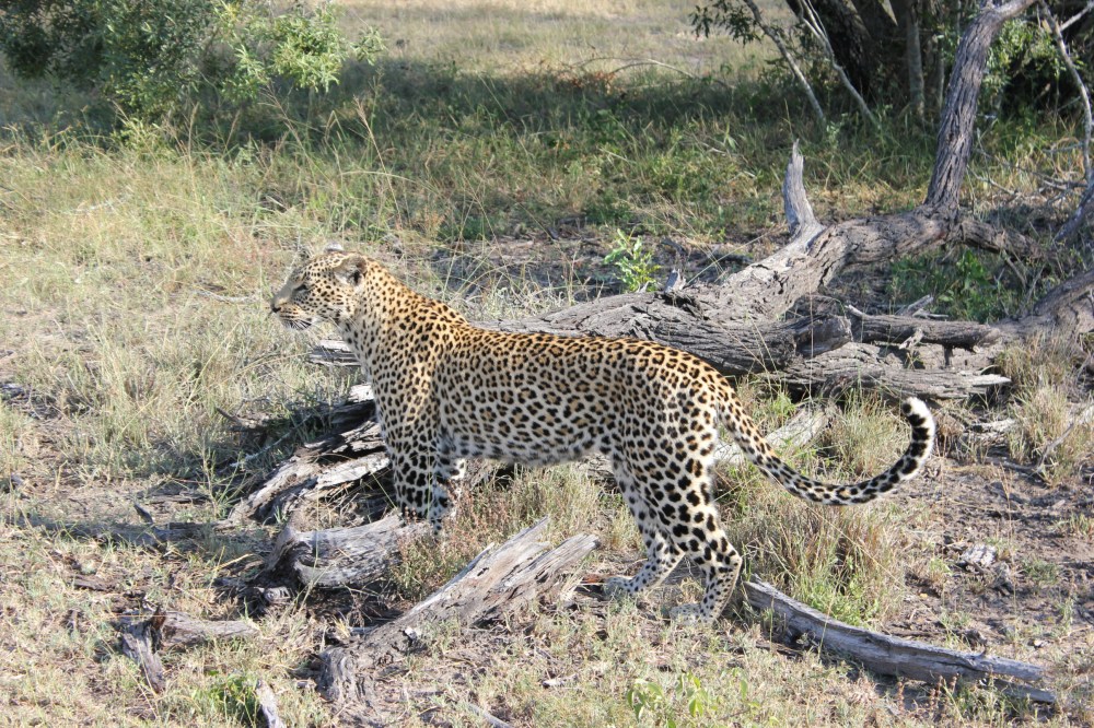 Best African Safari Destinations