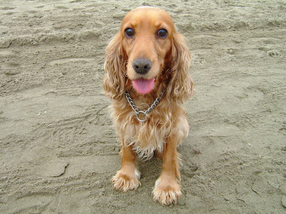 Travelling with Pets