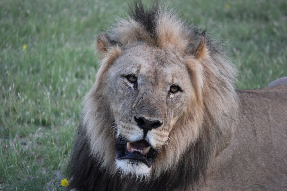 Africa Safari Holidays