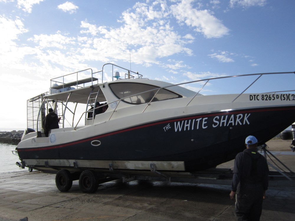 Seal Island False Bay South Africa