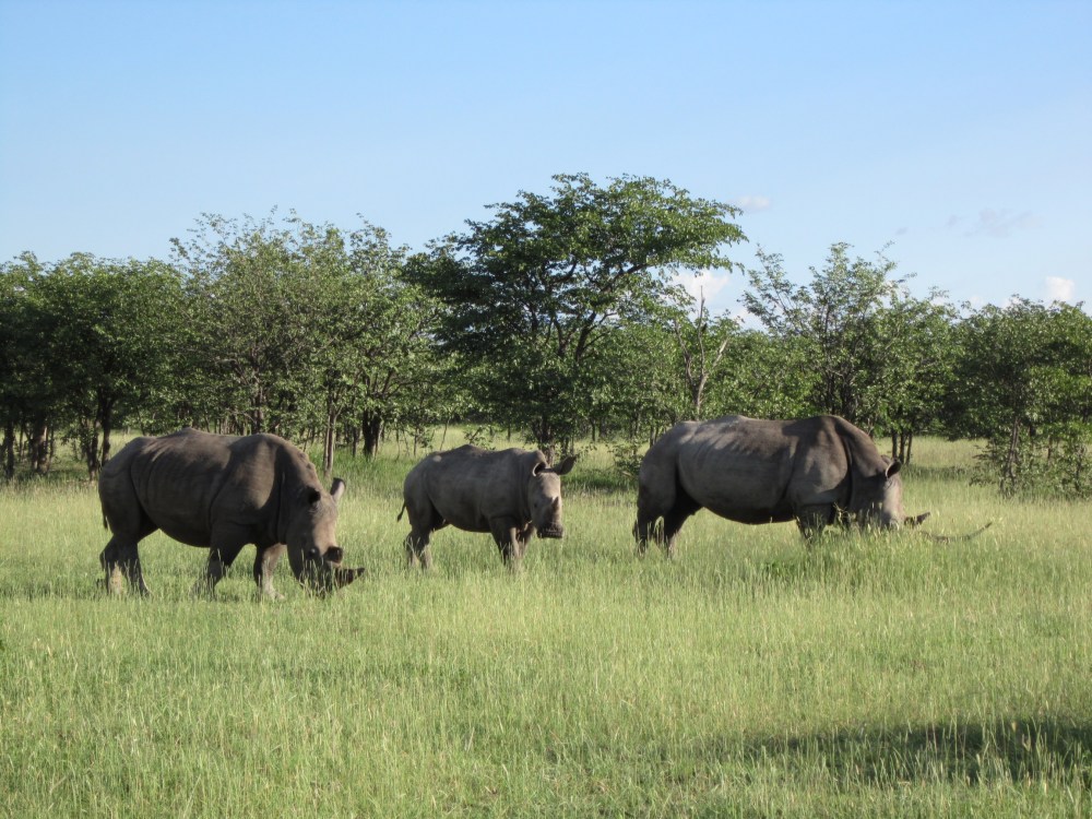 African Safari Holidays