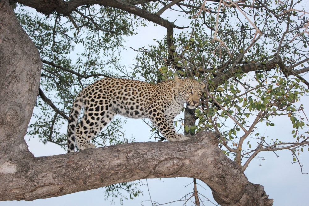 Best Place to view leopards in africa