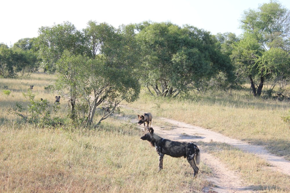 Luxury Safari Holidays Sabi Sands