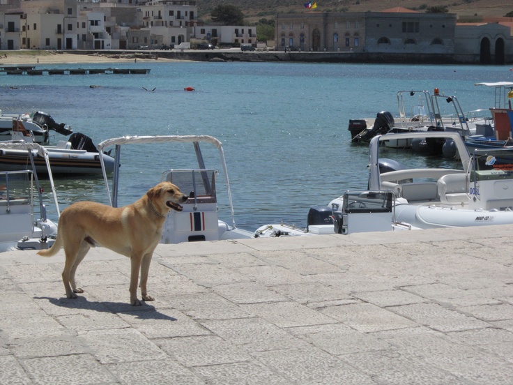 Harbour Security in Farfalla - Italy