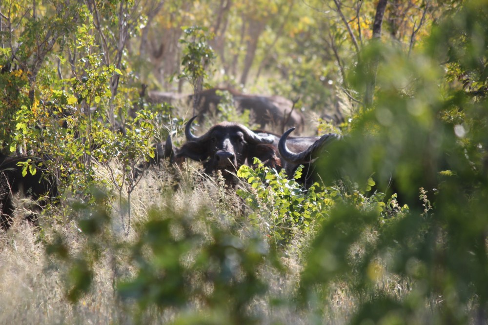 Safari Holidays Zimbabwe