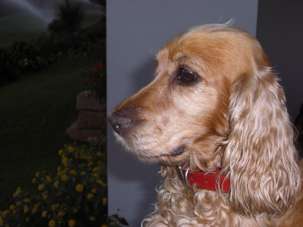 Pet Friendly Airlines and Hotels