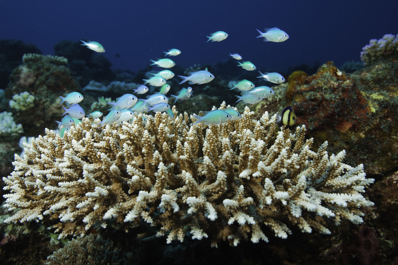 North Island Anthony Grote Wilderness Safaris