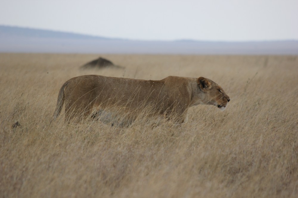 Serengeti Safari Honeymoon