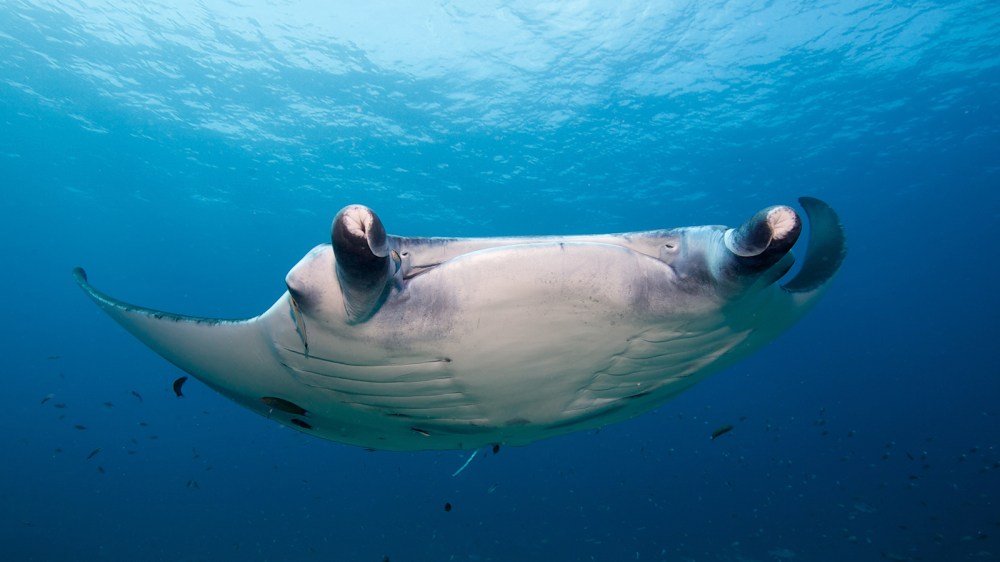 Kuredu Island Resort 3