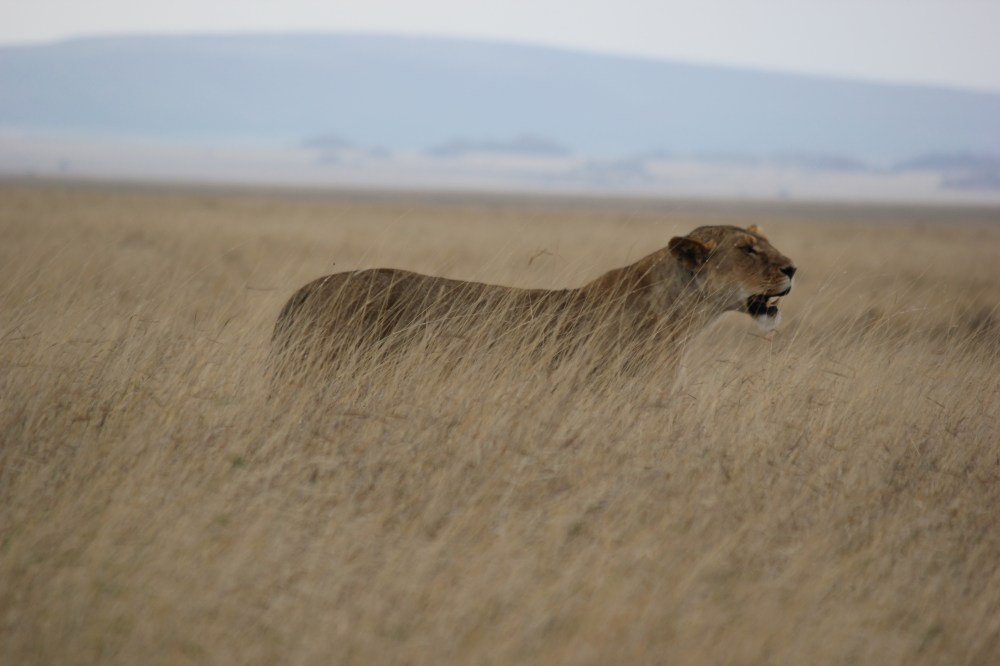 Serengeti Safaris