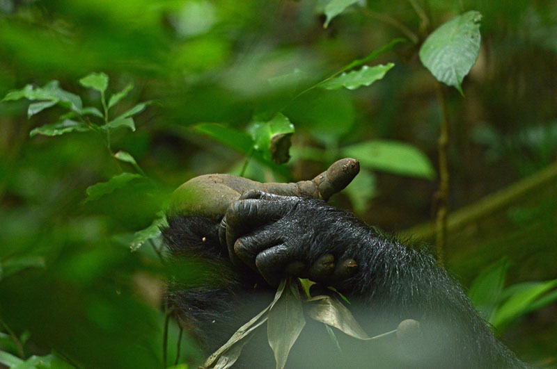 Gorilla Trekking Uganda
